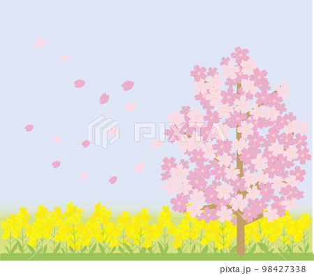 桜の木と菜の花畑 98427338