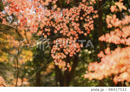 秋のモミジ 98427532