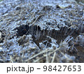 高くそびえる霜柱 98427653