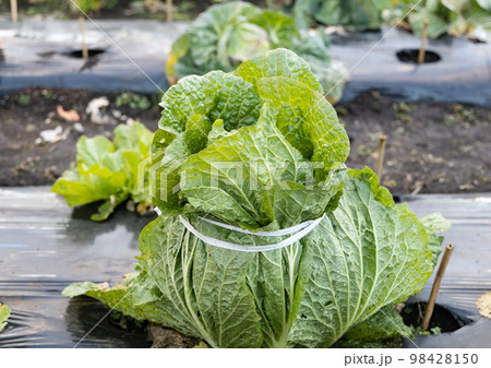 晩秋　学校の野菜農園 98428150