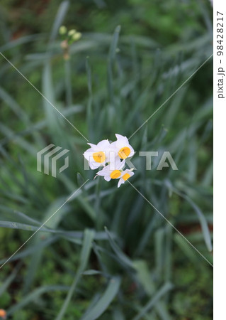 水仙　0110 98428217