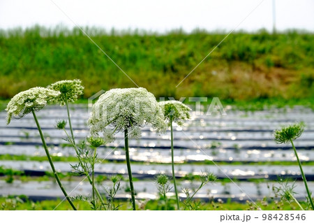 ニンジンの花 98428546