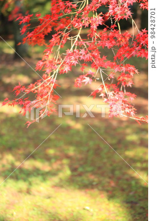 京都御所の紅葉・銀杏・野鳥 京都御所の紅葉・銀杏・野鳥 98428701