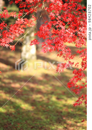 京都御所の紅葉・銀杏・野鳥 京都御所の紅葉・銀杏・野鳥 98428702