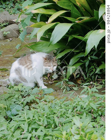 木陰の猫