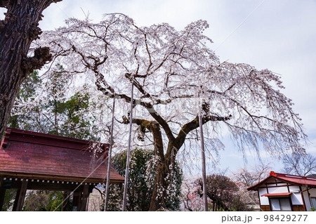 埼玉長瀞の春 法善寺のしだれ桜 弥陀のさくら 埼玉長瀞の春 法善寺のしだれ桜 弥陀のさくら 98429277