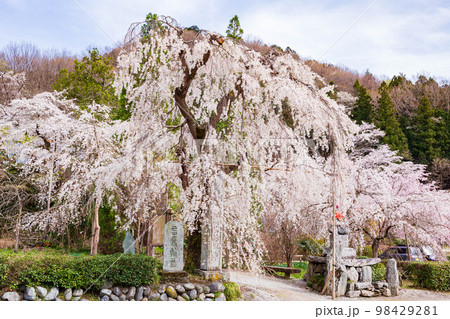 埼玉長瀞の春 法善寺のしだれ桜 与楽の地蔵ざくら 埼玉長瀞の春 法善寺のしだれ桜 与楽の地蔵ざくら 98429281