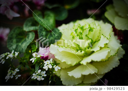 福井県グリーンセンター 福井県グリーンセンター 98429523