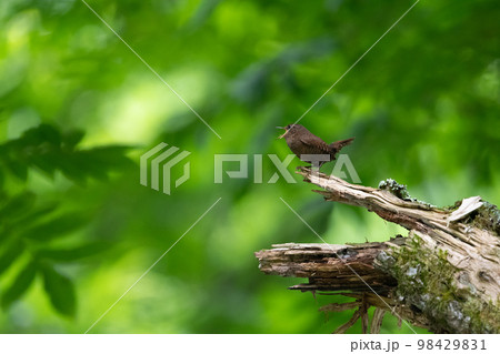 ミソサザイ 98429831