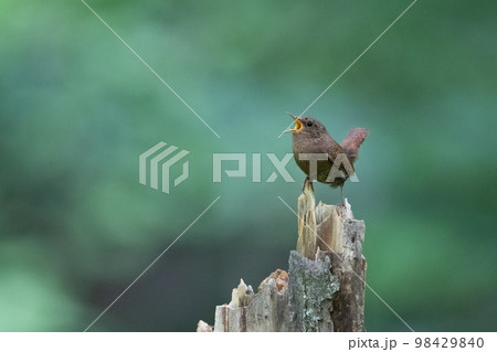 ミソサザイ 98429840