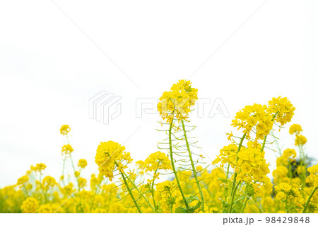 白背景　菜の花 98429848