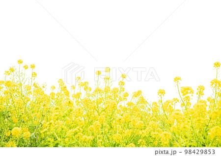 白背景　菜の花 98429853