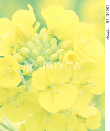 菜の花 菜の花 98430004