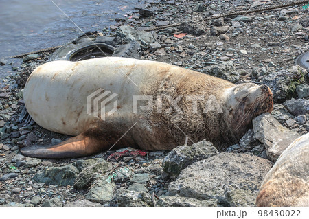 sea lion on the Pacific coast and old tires. Environmental theme 98430022