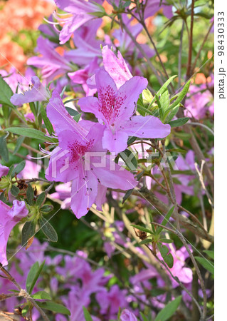 ツツジ 98430333