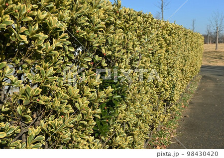 斑入りマサキ（柾）の生垣と実 98430420