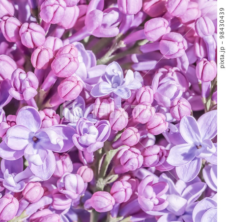 Abstract floral background, blooming branch, purple terry Lilac flower petals. Macro flowers backdrop for holiday brand design. Soft focus Abstract floral background, blooming branch, purple terry Lilac flower petals. Macro flowers backdrop for holiday brand design. Soft focus 98430439