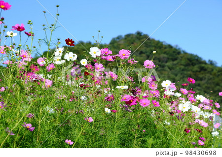 波豆川のコスモス畑 波豆川のコスモス畑 98430698