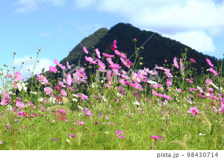 波豆川のコスモス畑 波豆川のコスモス畑 98430714