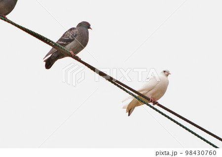 電線に止まるハト 98430760
