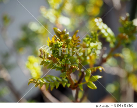朝倉山椒の芽吹き 朝倉山椒の芽吹き 98430860