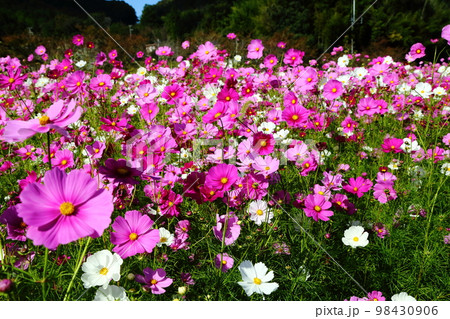 波豆川のコスモス畑 波豆川のコスモス畑 98430906