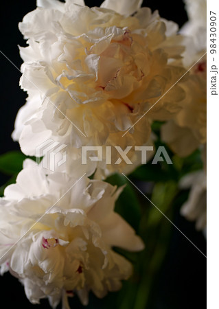 Bouquet of beautiful peony flowers on dark background, closeup 98430907