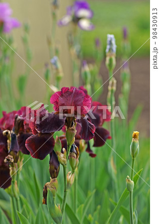 Beautiful pink iris flowers grow in the garden. Close-up of a flower iris on blurred green natural background. Full Bloom trend. Shallow depth of field. Beautiful pink iris flowers grow in the garden. Close-up of a flower iris on blurred green natural background. Full Bloom trend. Shallow depth of field. 98430913
