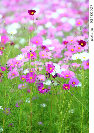 波豆川のコスモス畑 98430927