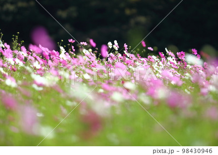 波豆川のコスモス畑 波豆川のコスモス畑 98430946