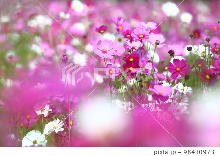 波豆川のコスモス畑 波豆川のコスモス畑 98430973