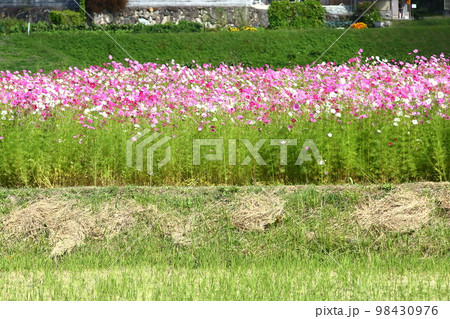 波豆川のコスモス畑 波豆川のコスモス畑 98430976