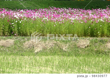 波豆川のコスモス畑 98430977