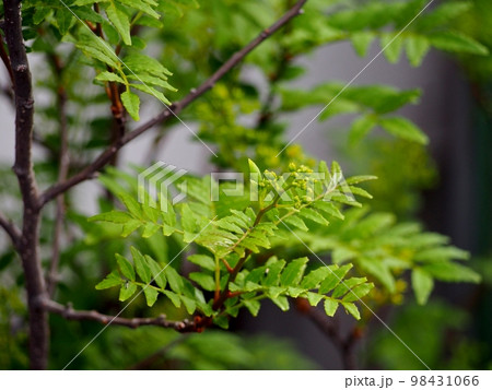 朝倉山椒の蕾 98431066