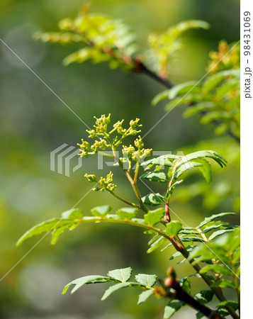 朝倉山椒の蕾 朝倉山椒の蕾 98431069