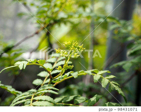 朝倉山椒の蕾 朝倉山椒の蕾 98431071
