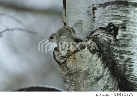 モモンガ 98431270