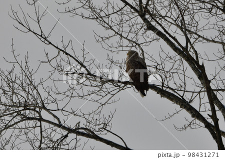 オジロワシ 98431271