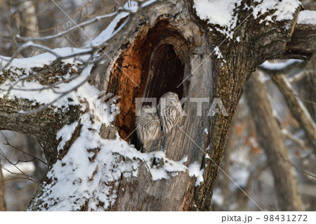 エゾフクロウ 98431272