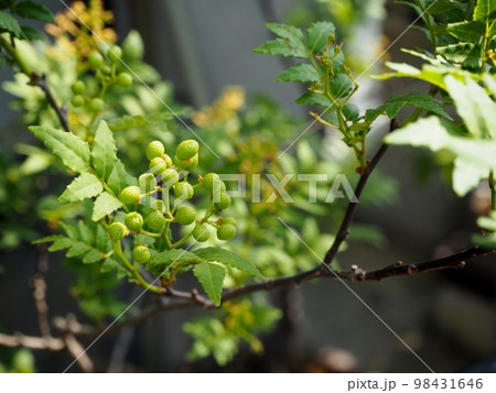 朝倉山椒の実 朝倉山椒の実 98431646