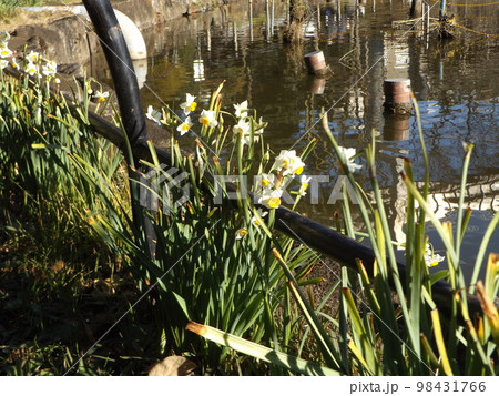 千葉公園面打池畔に咲く白色の水仙 98431766