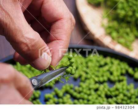 朝倉山椒の茎取り 朝倉山椒の茎取り 98432304