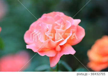 薔薇の花 98432705