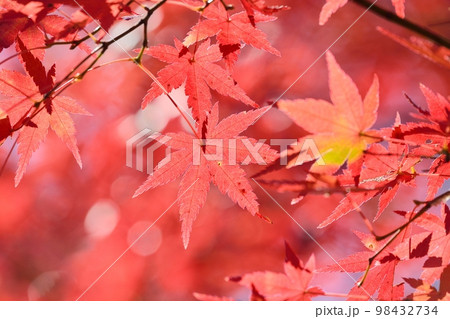 鮮やかなカエデの紅葉 98432734
