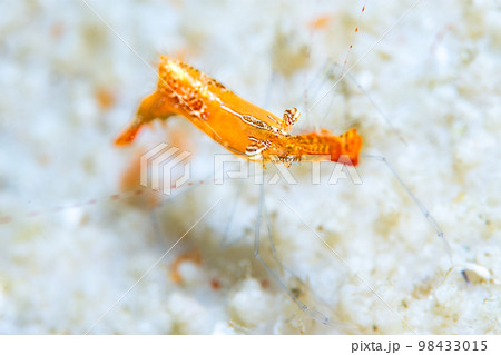 コガラシエビ コガラシエビ 98433015