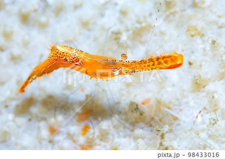 コガラシエビ 98433016