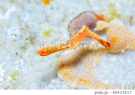 コガラシエビ 98433017