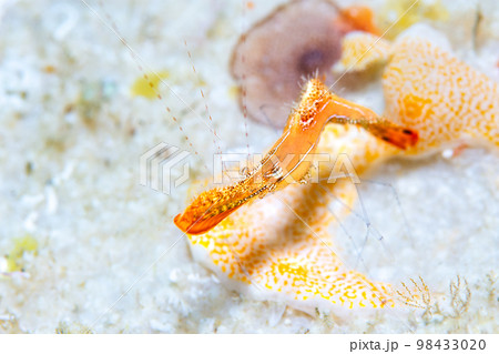 コガラシエビ 98433020