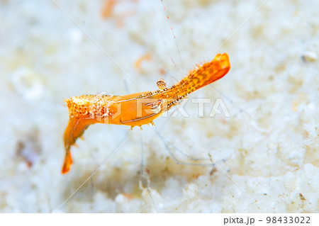 コガラシエビ 98433022