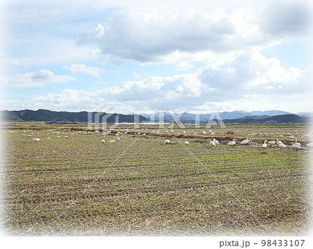 農閑期の田んぼで白鳥の群れが餌を食べている光景（イラスト風） 98433107